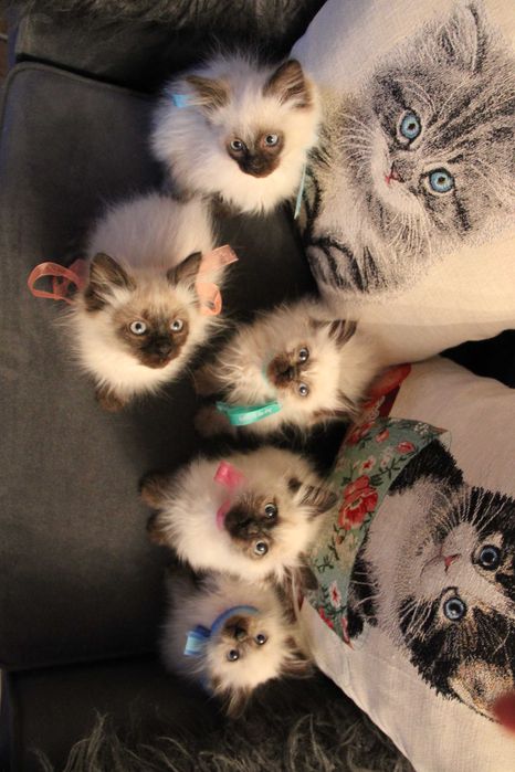 kotka syberyjska Neva Masquarade