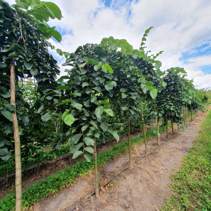 Drzewa alejowe -Klon pospolity, Lipa drobnolistna, Brzoza