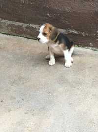 beagle descendente de campioes