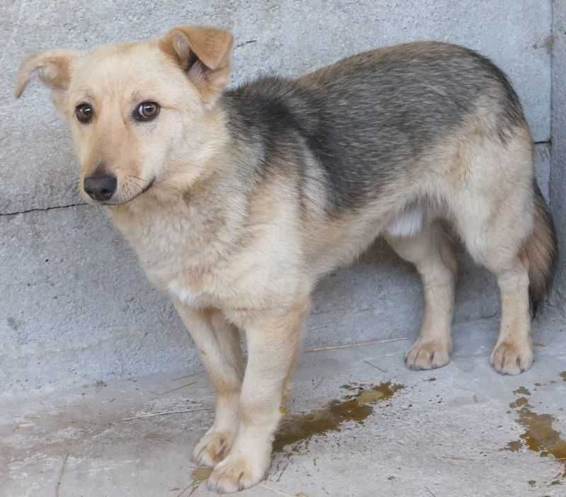 CZERBOJ mały, młody pies do adopcji