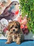 Maltipoo mini mini suczka z certyfikatem
