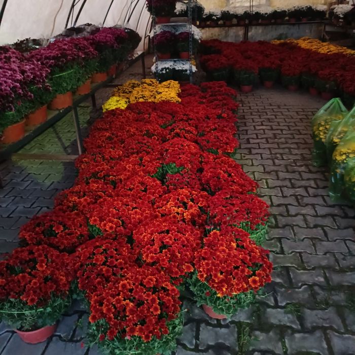 Chryzantemy , Dąbki