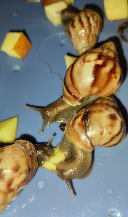 Улитки Ахатины 30 грн Нивки-Виноградарь