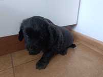 Pieski mama Cocker spaniel