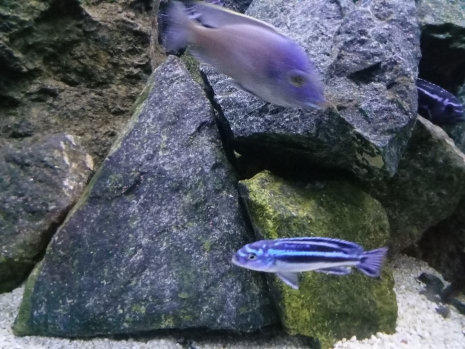 Kamień do akwarium serpentynit zielony
