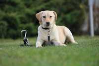 Labrador retriever suczka biszkoptowa