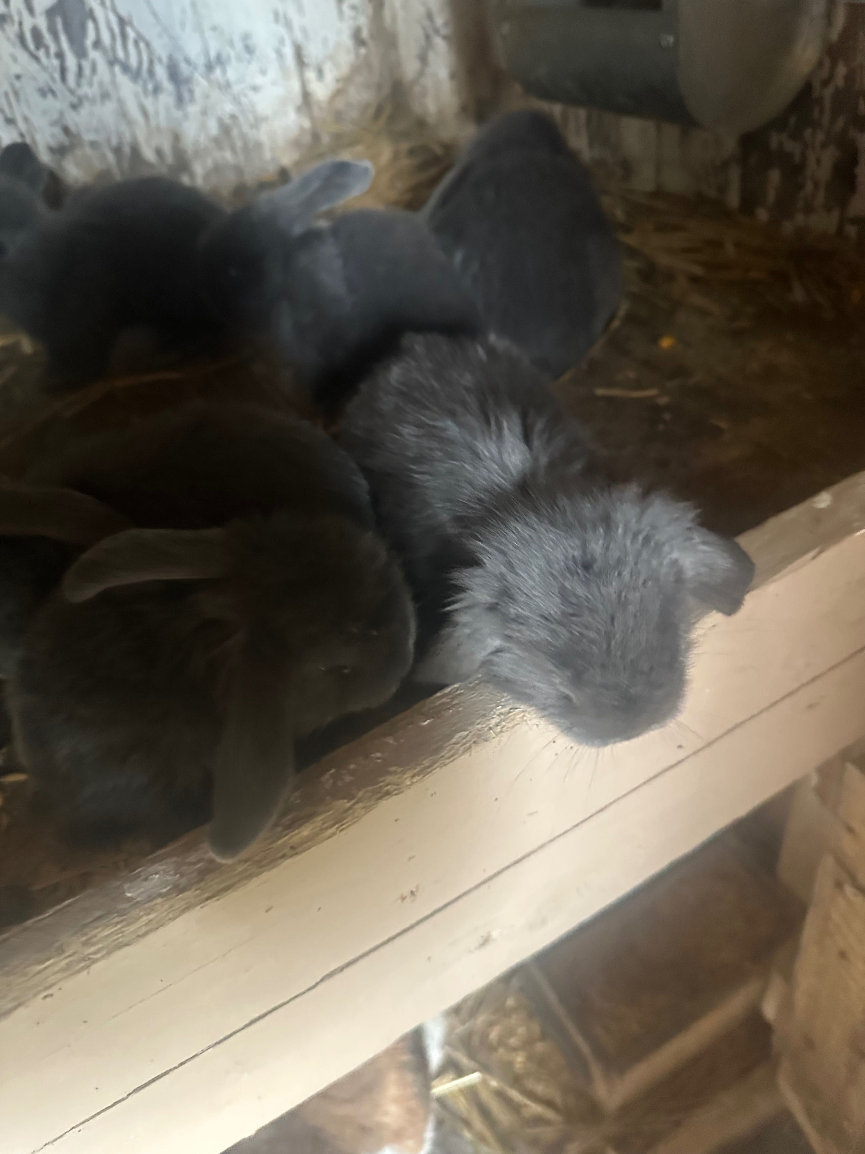 Sprzedam króliki barany francuskie niebieskie