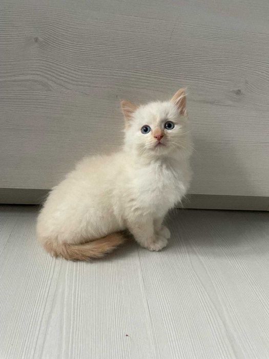 Kotek kot kotki Ragdoll bicolor