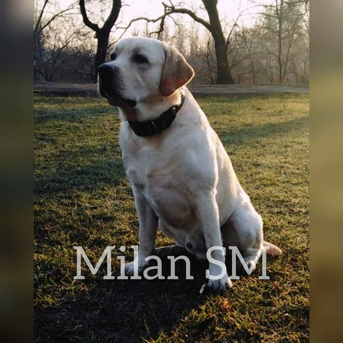 Вязка. Кобель. Лабрадор ретривер