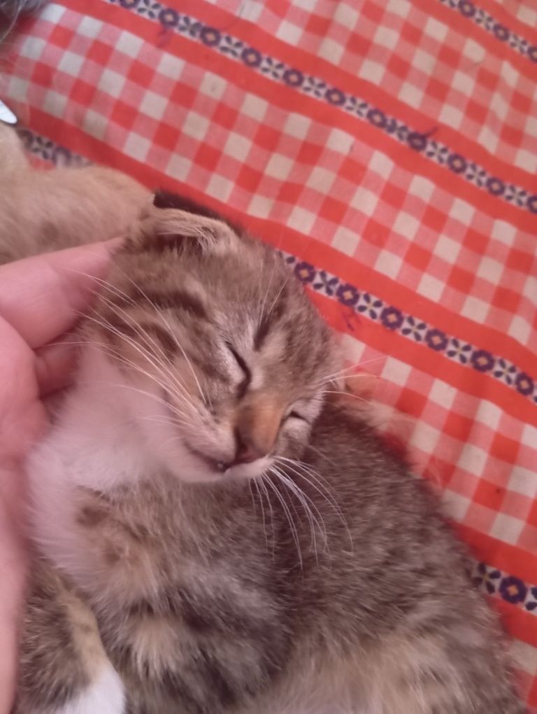Віддам в добрі руки