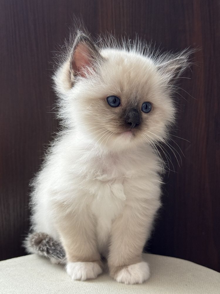 Ragdoll kocurek rodowodowy