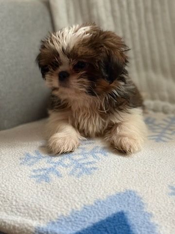 Szczeniaczek Shih Tzu piesek