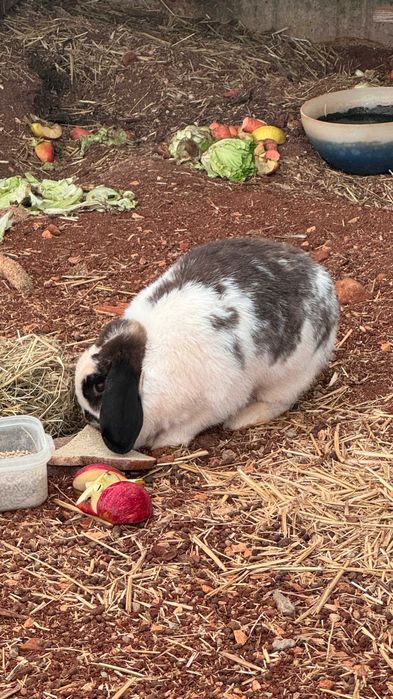 coelho para adoção