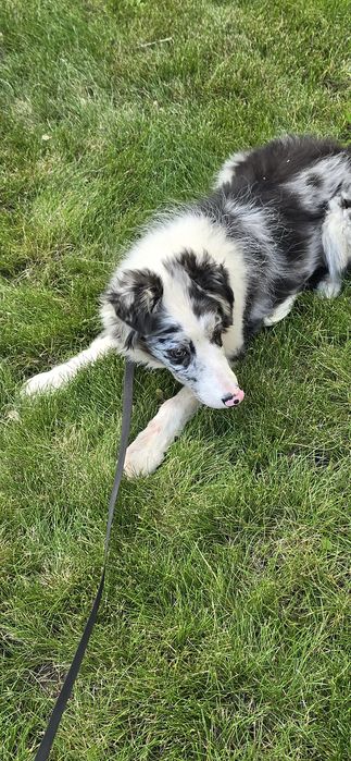 Border Collie suczka
