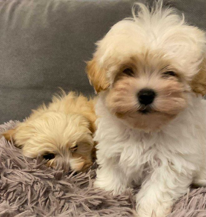 Urocza suczka maltipoo gotowa do odbioru