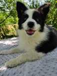 Border collie / blue merle / ZKwP