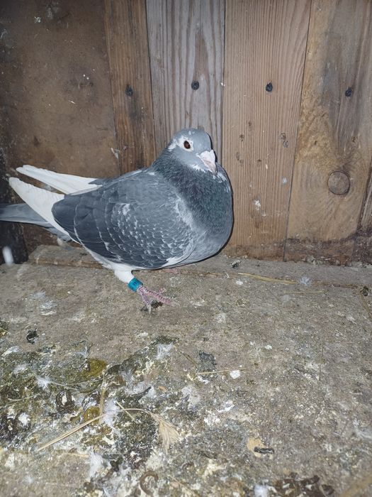 Golebie pocztowe lini Arden
