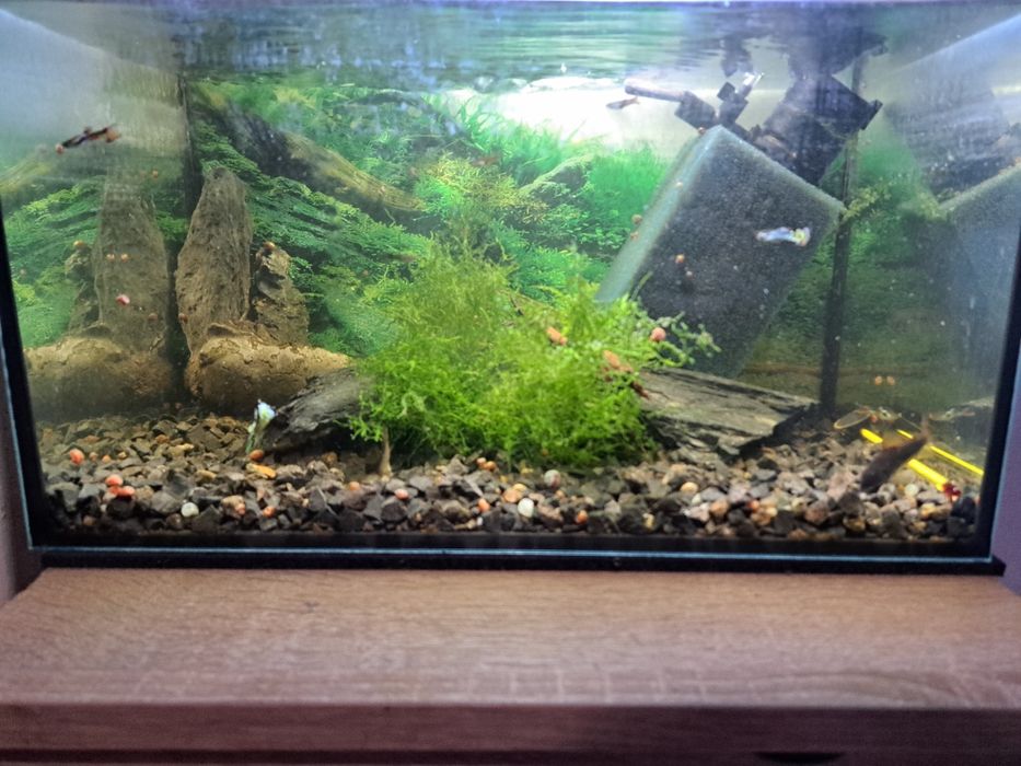 Akwarium 30 l z wyposażeniem