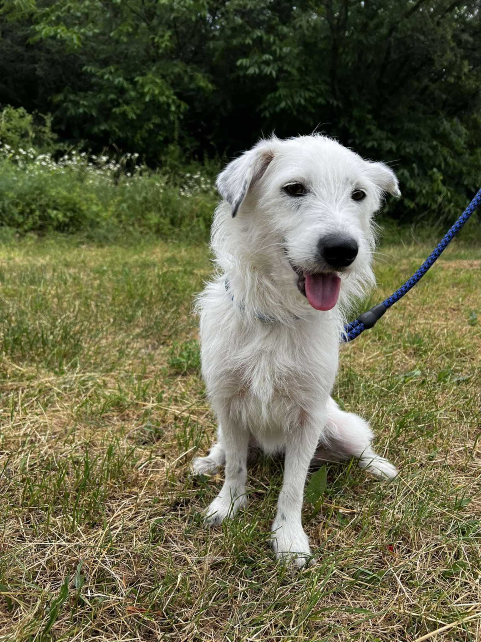Sunia Lola czeka na swój nowy dom