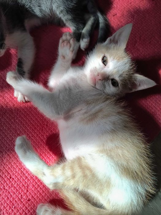 Котик шукає люблячу родину!