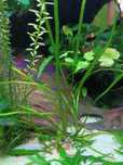 Nurzaniec tygrysi, Vallisneria Spiralis 'Tiger'