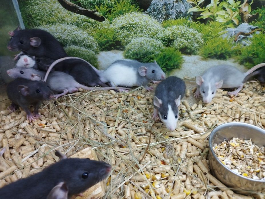 криска біла , голуба маленька