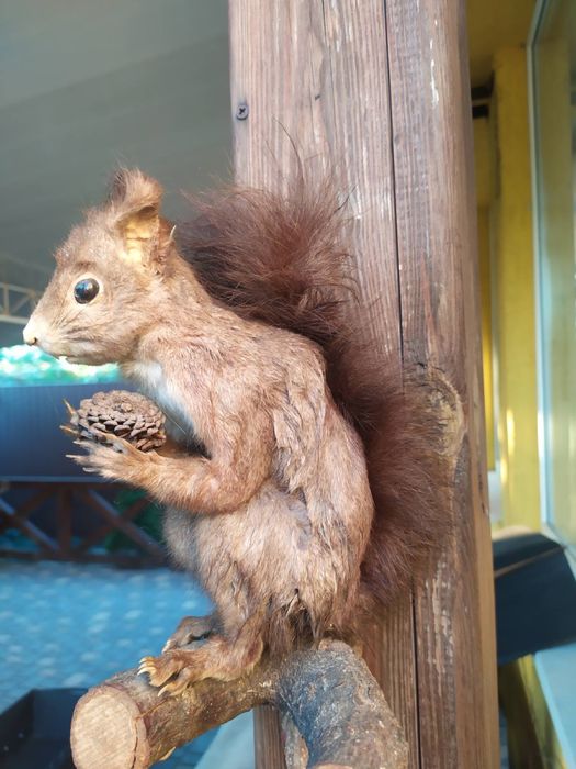 Продам опудало білки