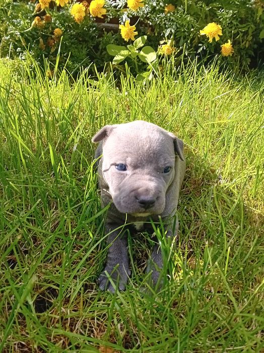 American Staffordshire Terrier