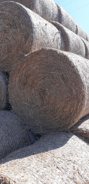 Słoma żytnia i pszenna w balotach 120cm po prasie pasowej - 103 sztuki