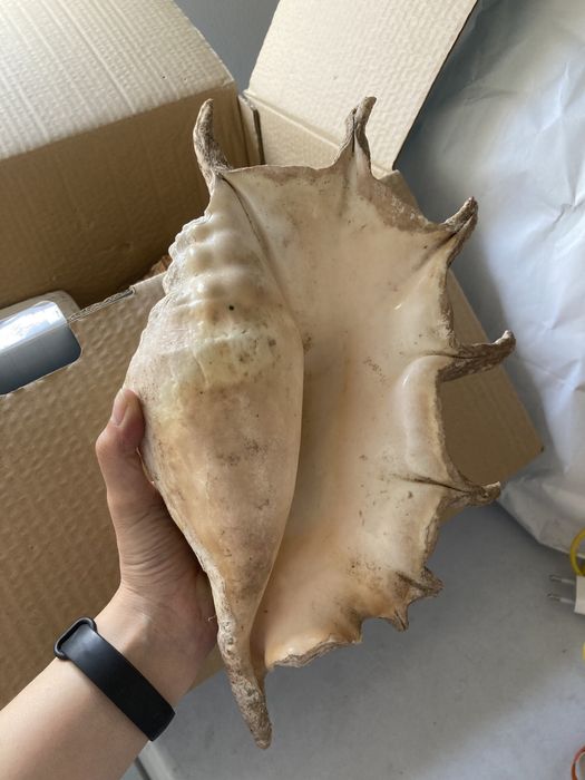 Vendo Buzios Angolanos