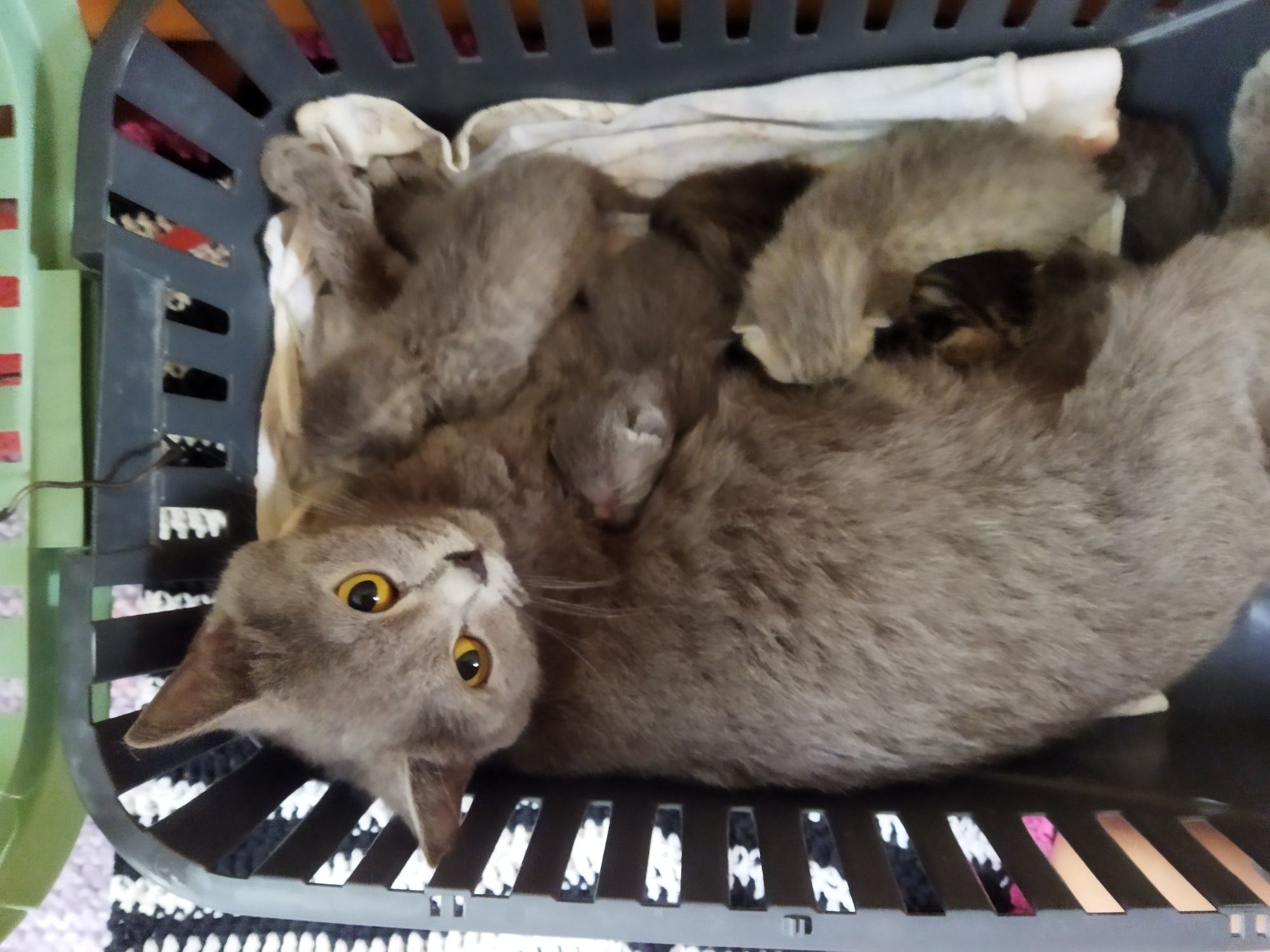 Британські кошенята