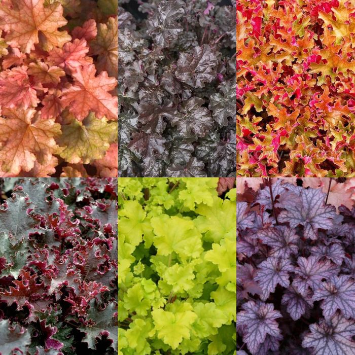 Гейхери в наявності