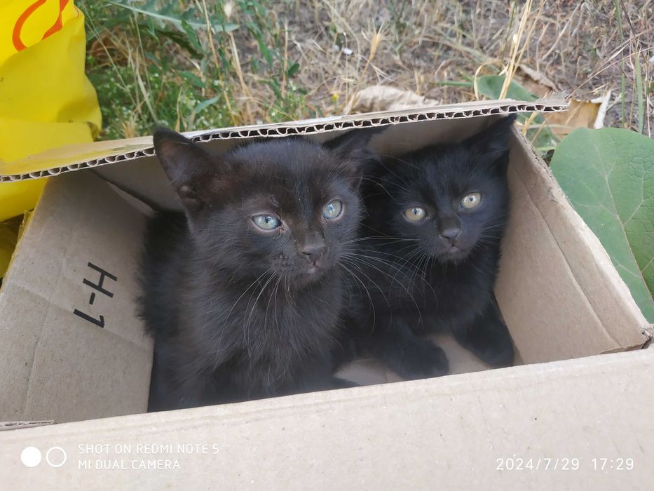 Чорні пантери в добрі руки!