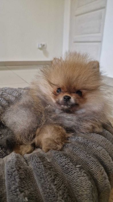 Szpic miniaturowy pomeranian FCI