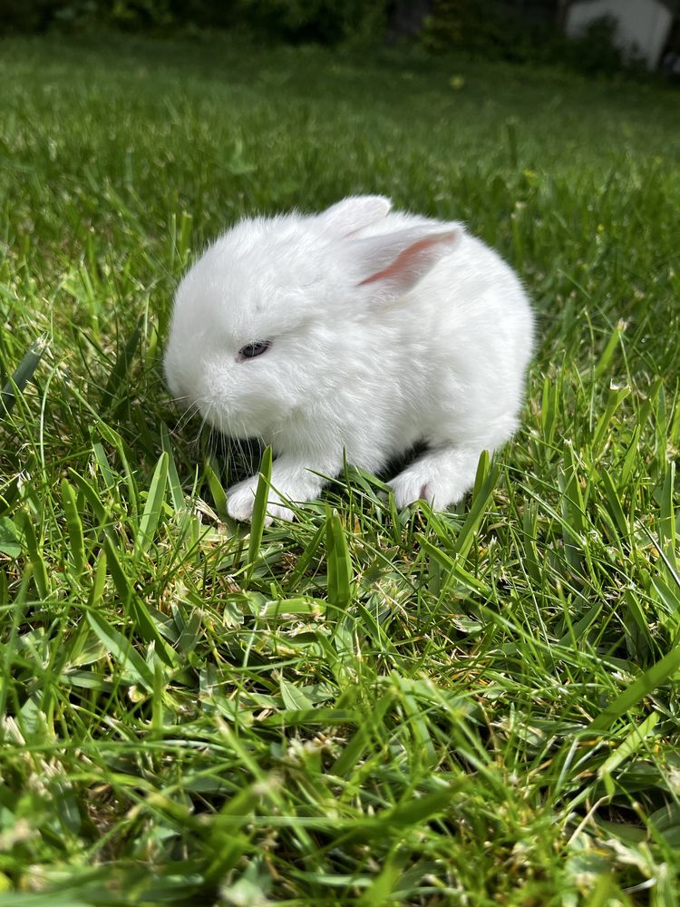 Criador coelhos MiniLop (orelhudos)