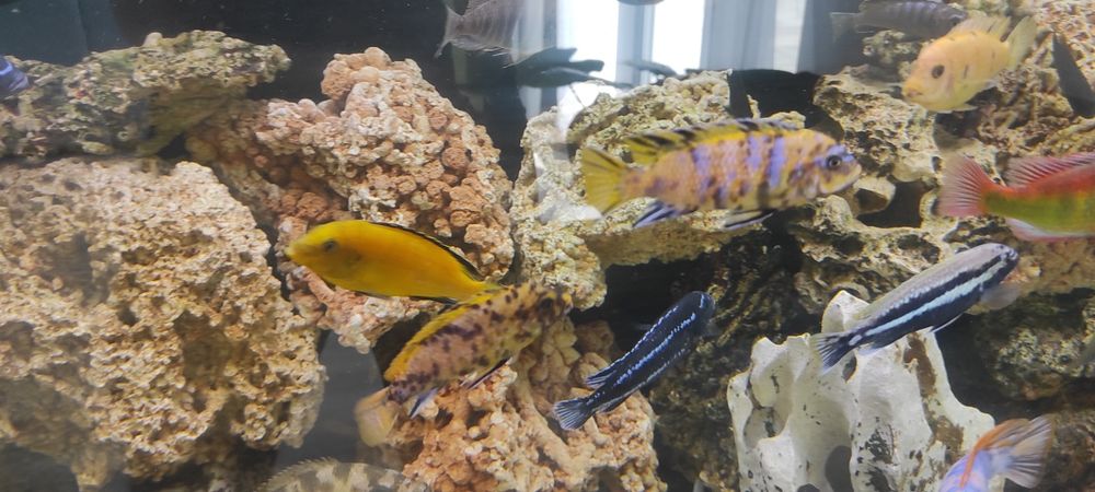 Rybki akwariowe Pyszczaki metriclima zebra gold