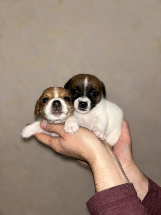 Цуценята Джек Рассел