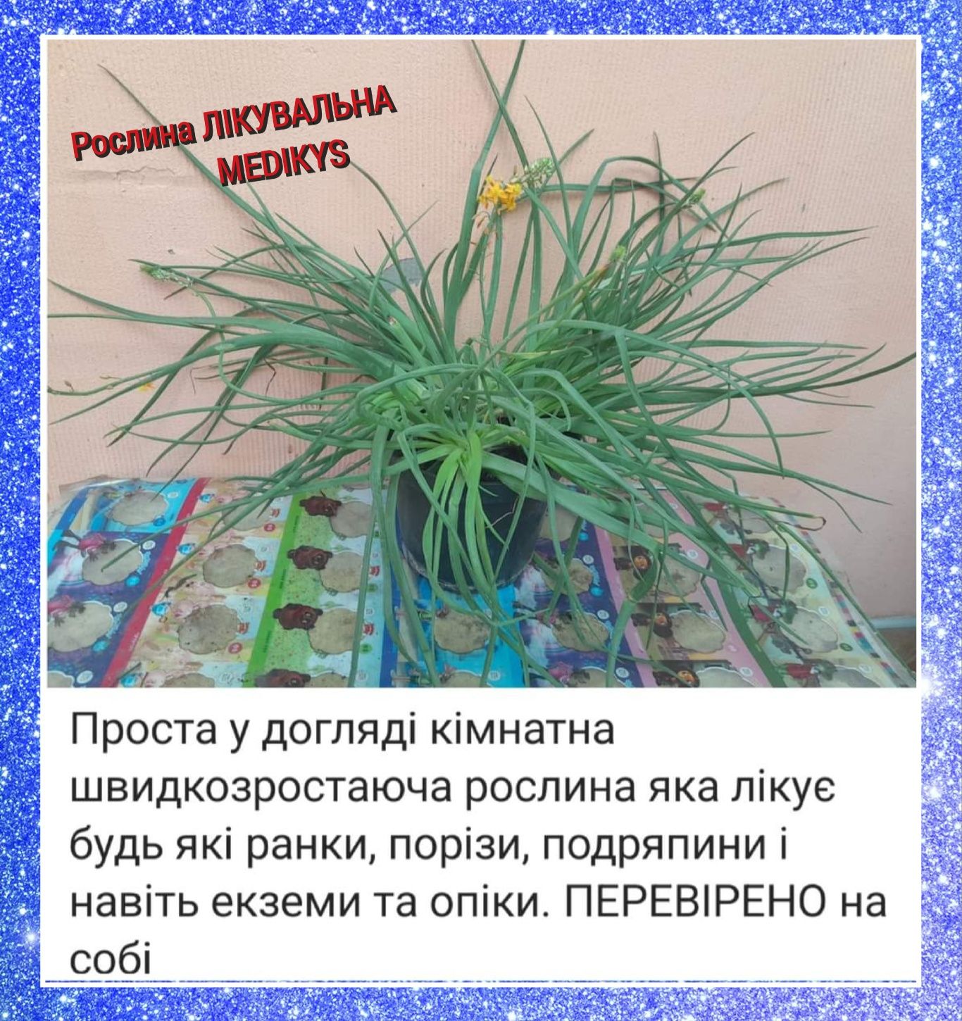 ЛИМОННА ВЕРБЕНА,Валеріана лікарська
З сильним запахом та смаком лимону