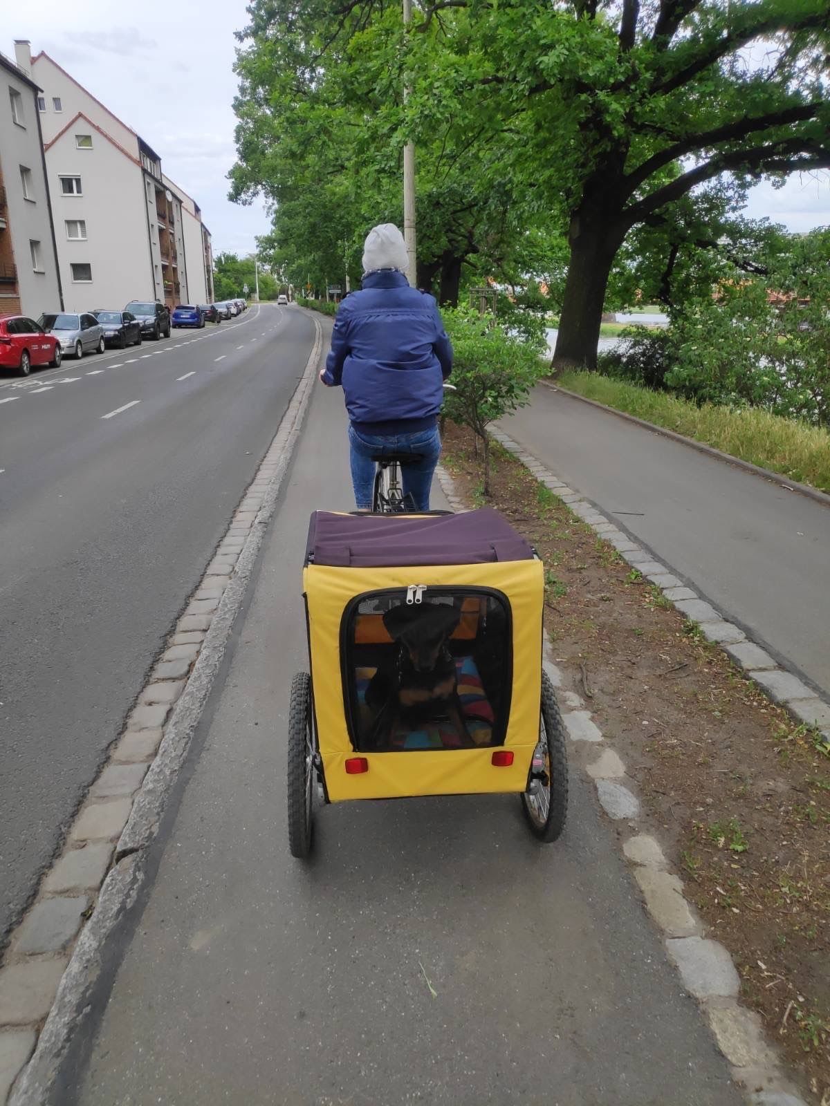 Przyczepka do roweru dla pieska