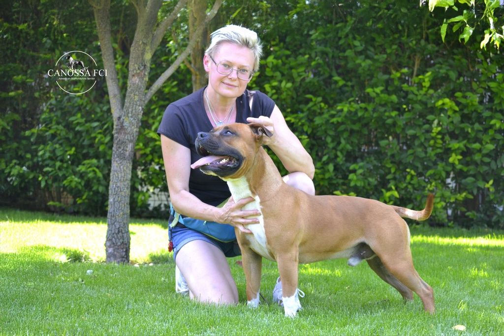 Śliczna łaciata suczka Amstaff FCI / rodzice z kraju z USA