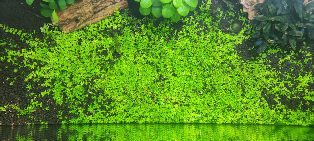 Várias plantas de aquário