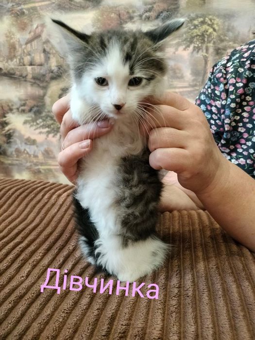 Кошенята в гарні руки