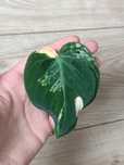 Philodendron micans variegata