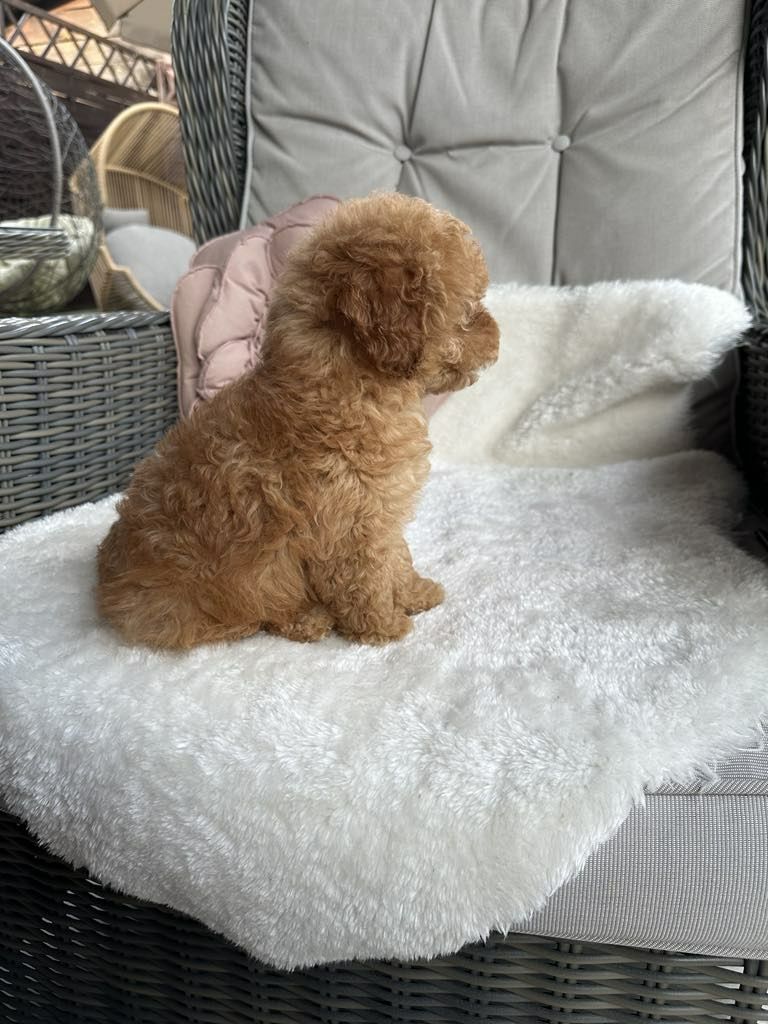 Przesliczna dziewczynka Cavapoo