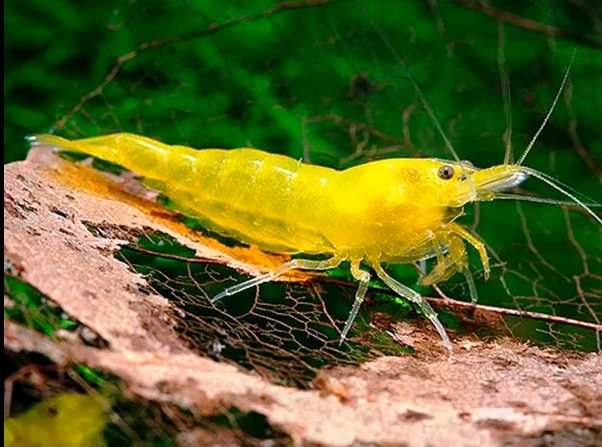 Krewetki neocaridina czerwone / żółte / niebieskie WYSYŁKA AKWAWIN