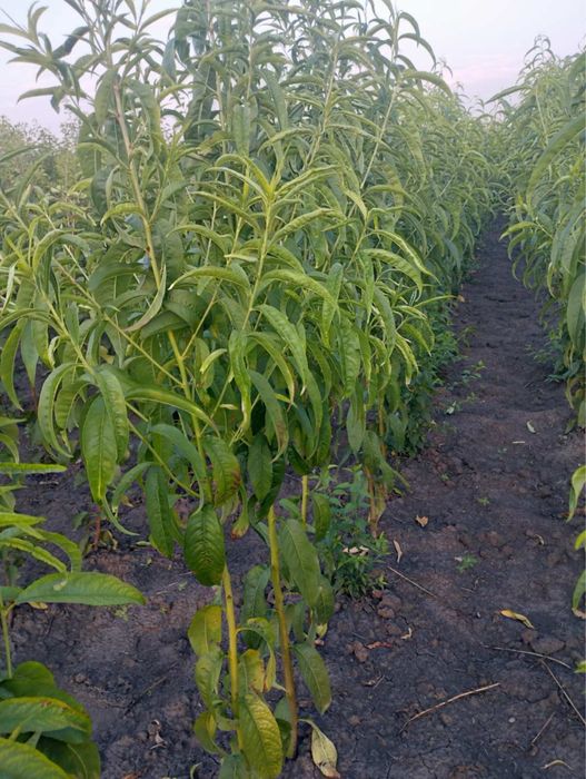 Саджанці плодових дерев / Саженцы плодовых деревьев / ОПТ та Роздріб