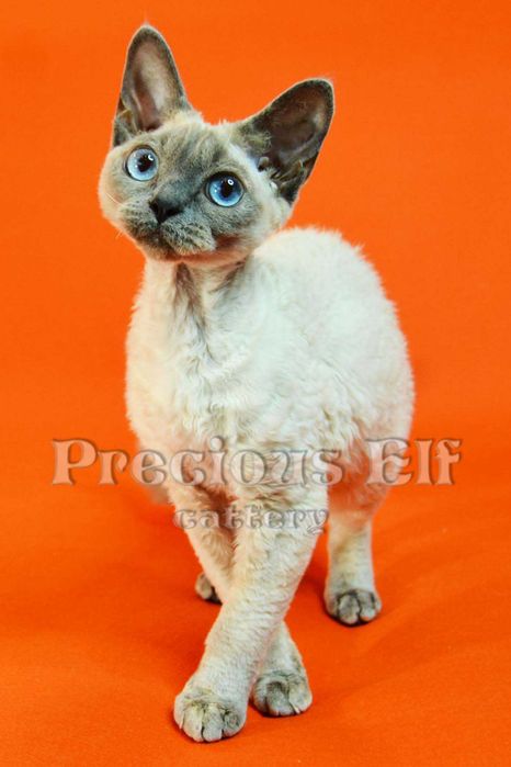 Девочка-голубоглазка Девон Рекс  10 месяцев