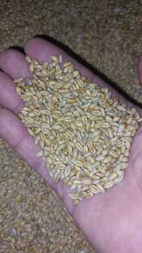 Продам пшеницю врожай 2023року