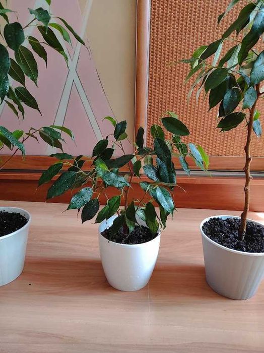 Фикус Даниэль деревце домашнее 76 см