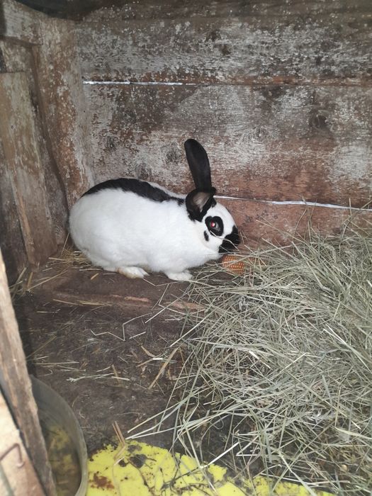 Порода німецький строкач.